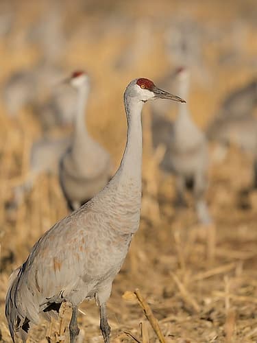 Sandhill crane among others feeding in corn fields, Bernardo Wildlife Area, New Mexico Animals Print
